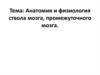 Анатомия и физиология ствола мозга, промежуточного мозга