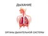 Дыхание органы дыхательной системы