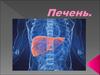 Печень