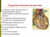 Сердечно-сосудистая система