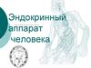 Эндокринный аппарат человека