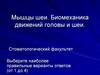 Мышцы шеи. Биомеханика движений головы и шеи