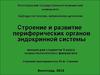 Строение и развитие периферических органов эндокринной системы