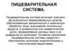 Пищеварительная система
