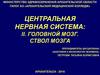 Центральная нервная система. Головной мозг. Ствол мозга