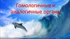 Гомологичные и аналогичные органы