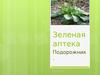 Зелёная аптека. Подорожник