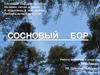 Сосновый бор