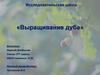 Исследовательская работа. Выращивание дуба