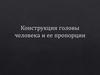 Конструкция головы человека и ее пропорции