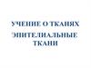 Учение о тканях. Эпителиальные ткани