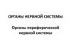 Органы периферической нервной системы