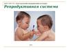 Репродукттивная система. (Тема 10.2)