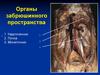 Органы забрюшинного пространства