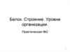 Строение и уровни организации белка