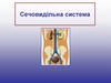 Сечовидільна система