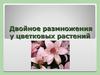 Двойное размножения у цветковых растений