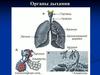 Органы дыхания. Физиология дыхания