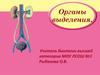 Органы выделения