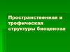 Пространственная и трофическая структуры биоценоза