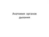 Анатомия органов дыхания