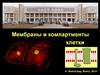 Мембраны и компартменты клетки