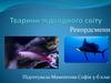 Тварини підводного світу. Рекордсмени
