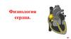 Физиология сердца