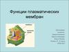Функции плазматических мембран