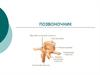 Позвоночник. Функции позвоночника