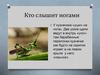 Кто слышит ногами. Кузнечик