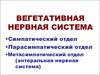 Вегетативная нервная система