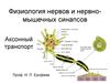 Физиология нервов и нервно-мышечных синапсов