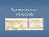 Плазматическая мембрана
