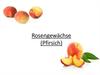 Rosengewächse (Pfirsich)