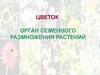 Цветок. Орган семенного размножения растений