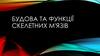 Будова та функції скелетних м'язів