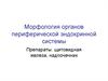 Морфология органов периферической эндокринной системы