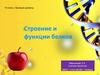 Строение и функции белков
