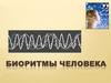 Биоритмы человека