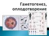 Гаметогенез, оплодотворение. Онтогенез