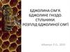 Бджолина сім’я. Бджолине гніздо. Стільники. Розплід бджолиної сім’ї