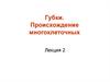Губки. Происхождение многоклеточных