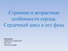 Строение и возрастные особенности сердца. Сердечный цикл и его фазы