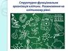 Структурно-функціональна організація клітини. Розмноження на клітинному рівні