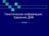 Генетическая информация. Удвоение ДНК