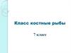 Класс костные рыбы