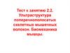 Ультраструктура поперечнополосатых скелетных мышечных волокон. Биомеханика мышцы
