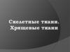 Скелетные ткани. Хрящевые ткани