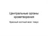 Центральные органы кроветворения. Красный костный мозг, тимус